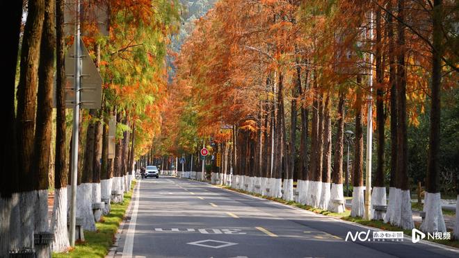 来南沙与秋意时光撞个满怀澳门新葡京app微风不燥(图5) 来南沙与秋意时光撞个满怀澳门新葡京app微风不燥(图5)